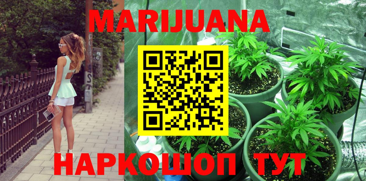 Бошки Шишки план  Бошки марихуана планчик  Каннабис гибрид  Гусев  Каннабис сатива 